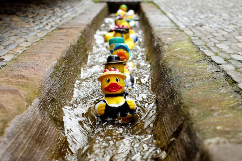 About Vibrant rubber ducks floating in a narrow outdoor water canal, creating a playful scene.